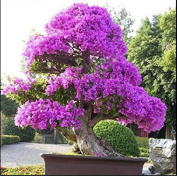 Bougainvillea Bonsai